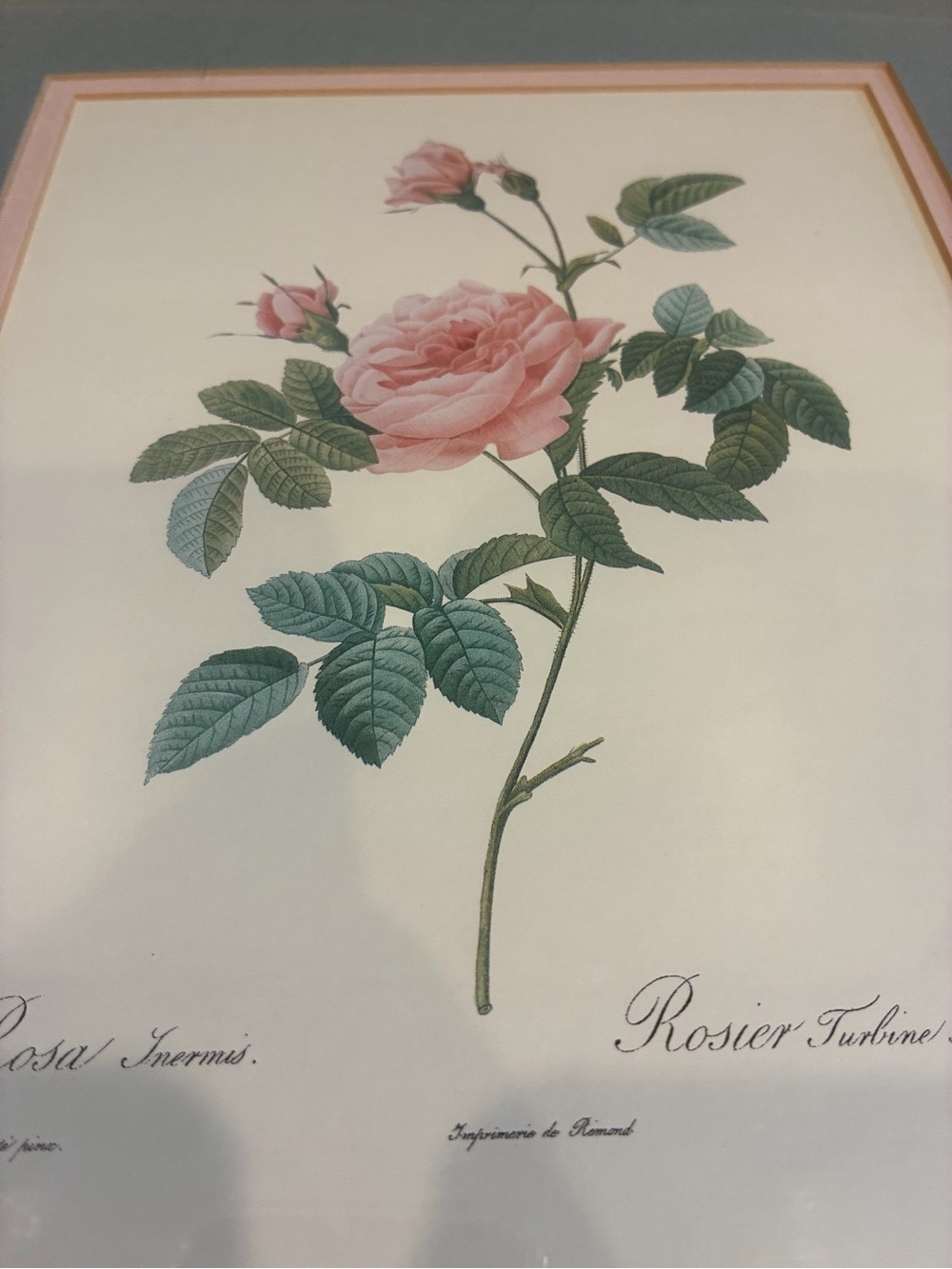 Antique French Framed Botanical Rose Print by Pierre-Joseph Redoute Feminine - Picture 7 of 7